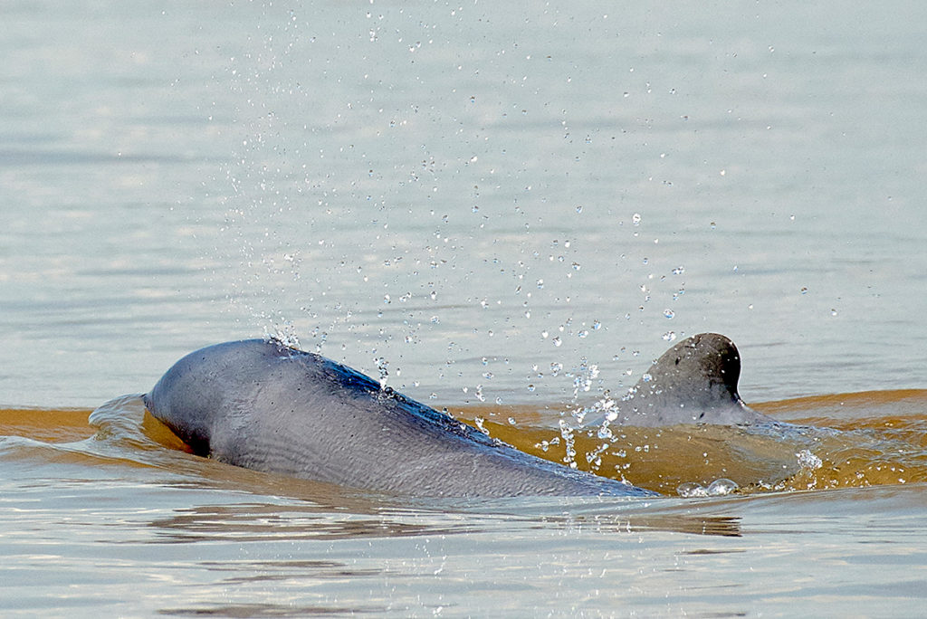 Irrawaddy Dolphin in Mekong River, Kratie