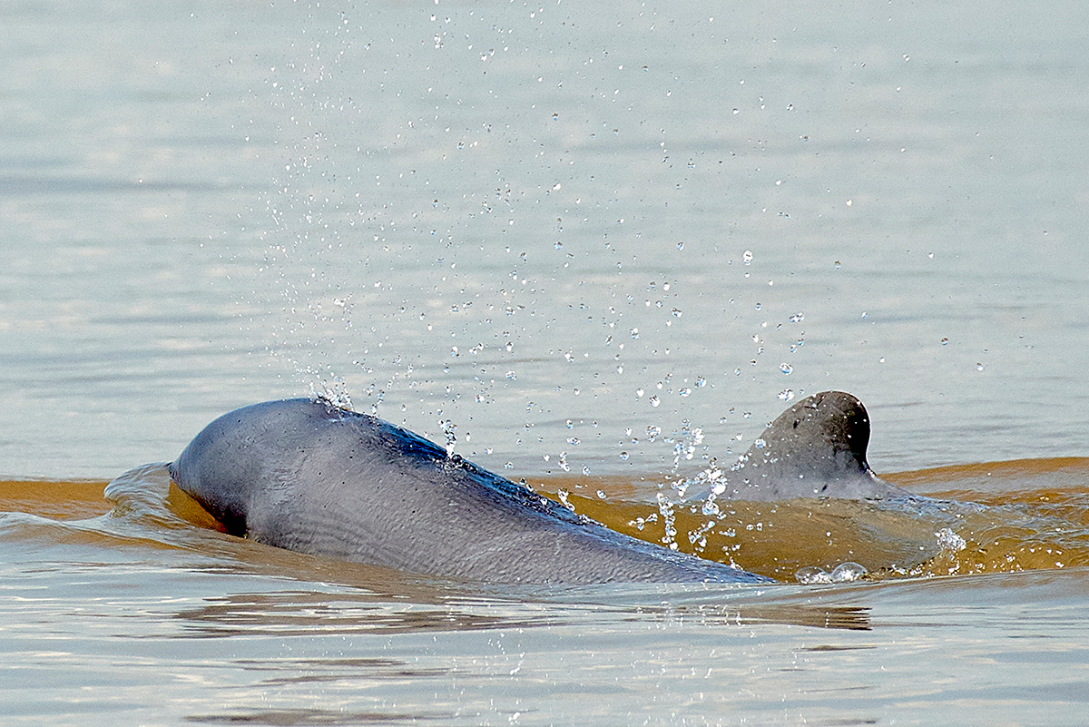 Irrawaddy Dolphin in Mekong River