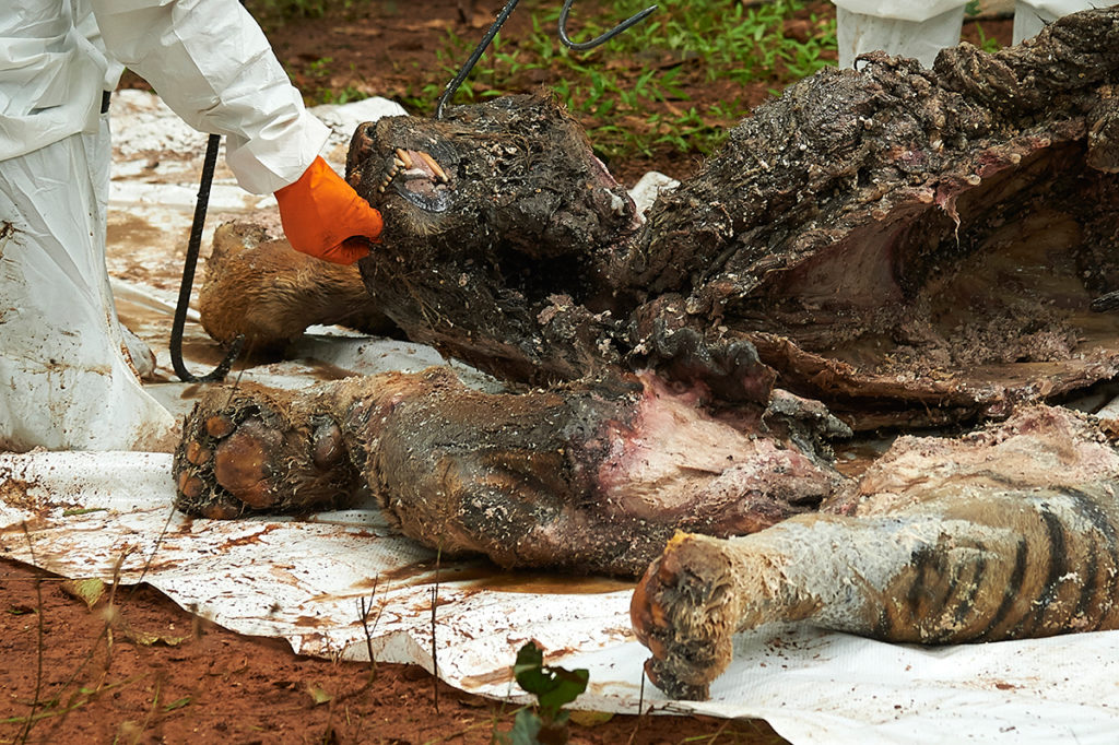 dead temple tigers carcasses