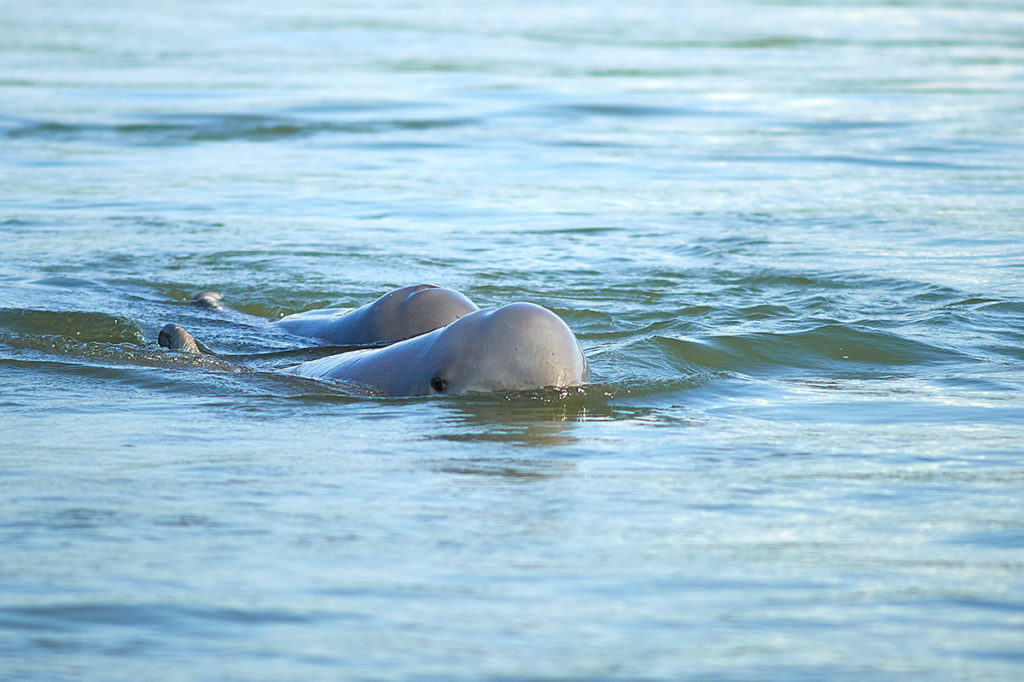 Irrawaddy Dolphin in Mekong River