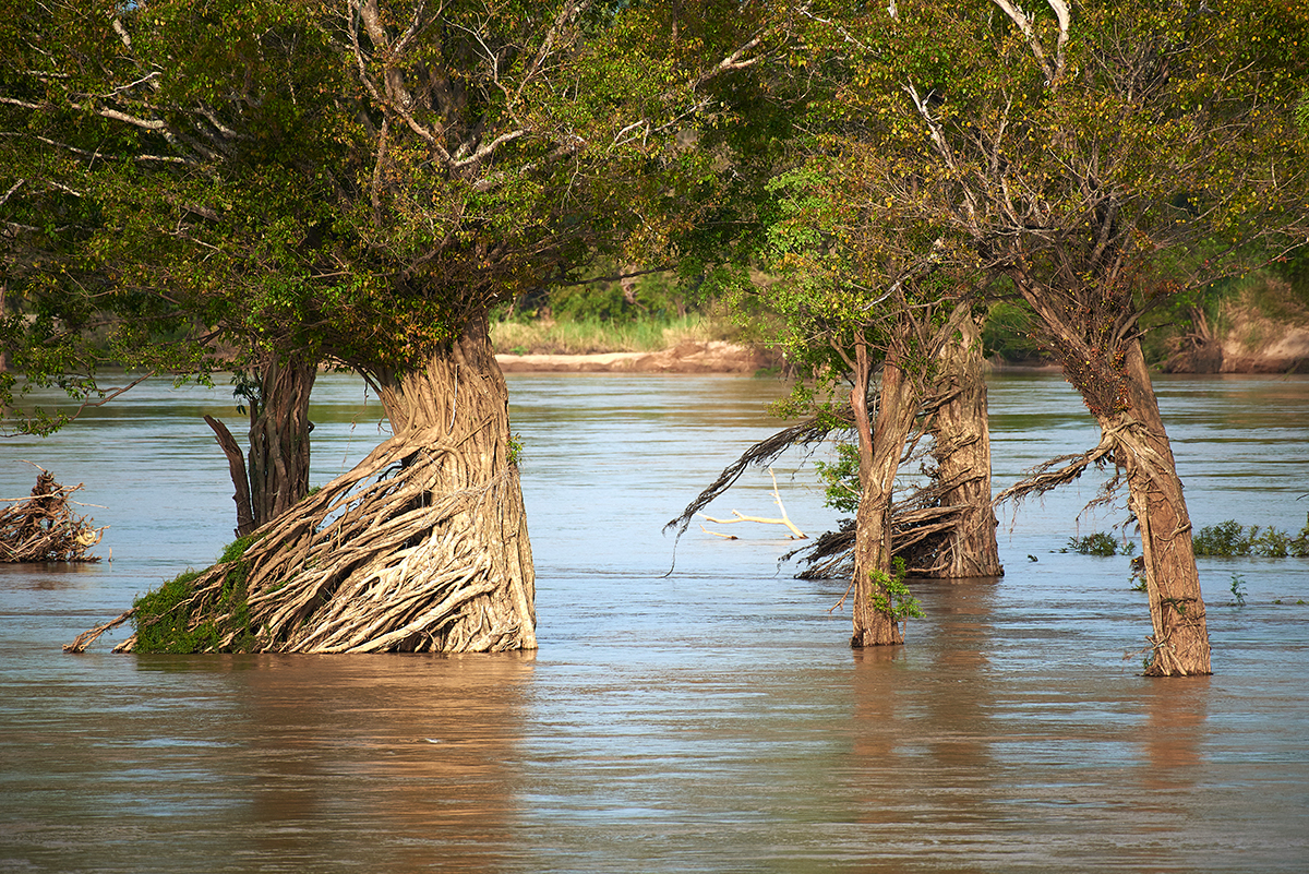 Flooded forests in Stung Treng