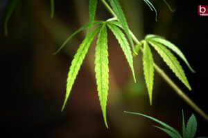 Control over newly freed cannabis rushed as concerns grow over its psychoactive impacts if misused or overdosed