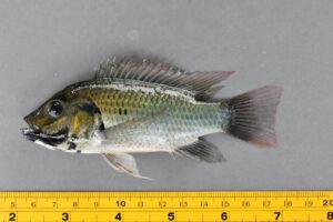 Fisheries Department negligent in regulating alien species in Blackchin tilapia outbreak: Administrative Court